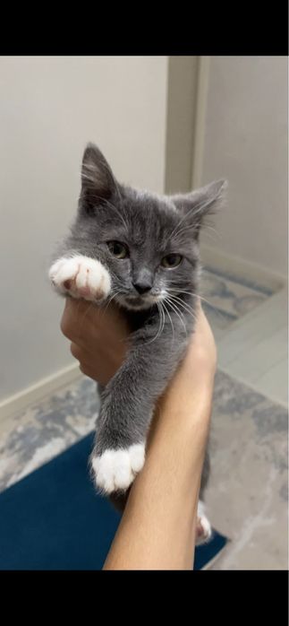 Котенок девочка в добрые руки