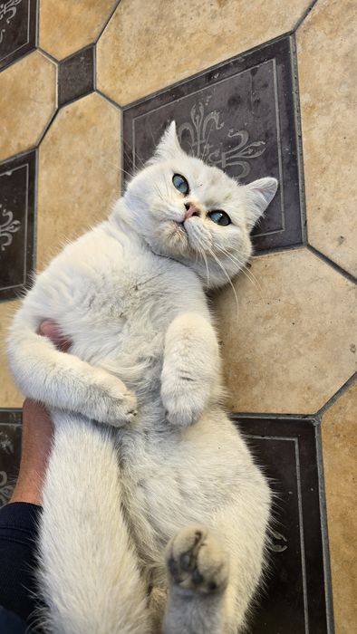 Britan Seribristiy Shenshila toza qon qiz va ug'il