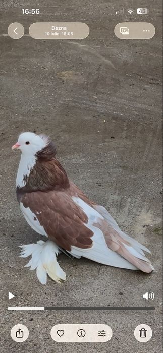 Uriasi maghiari-tobosari de buhara