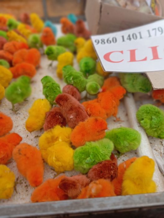 Rangli jojalar  .ФАРГОНА ШАХАР