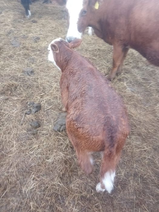 Продам двух бычков