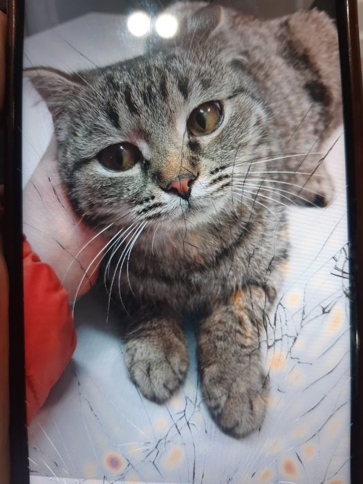 Кошечки стерилизованные