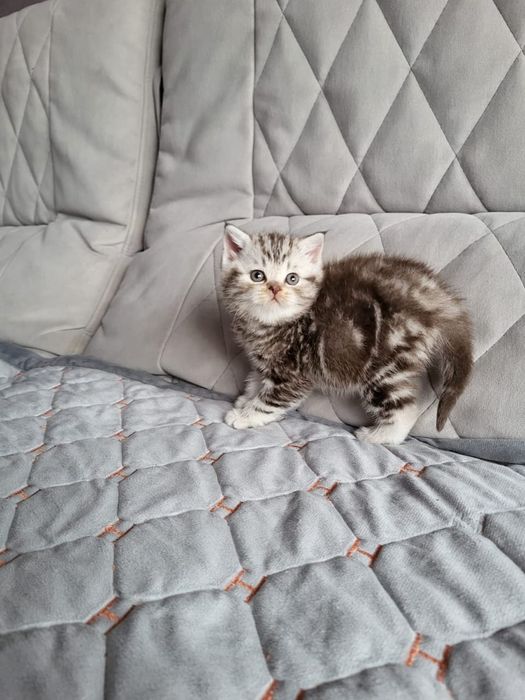 Чистокровные Британские Котята.
