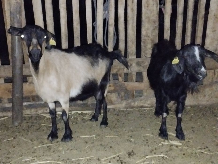 Ешкі сатылады екеу