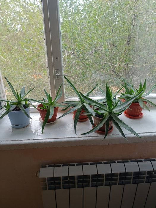 Продам цветы Алоэ
