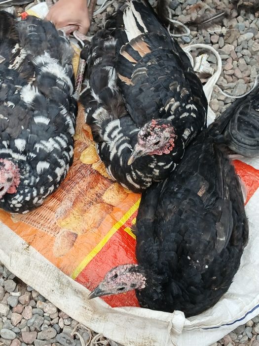 Курка, Индюк- Хаммаси 750 000 минг ками бор, 3 та, 2та котта, 1 та орт