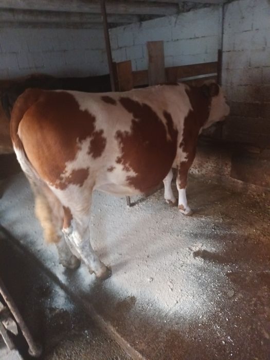 Vând junca primul vițel gestanta 8 luni