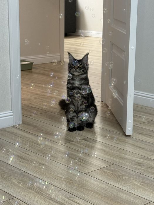 Отдам кота в добрые руки