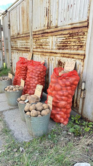Картофель едовой, семенной, кормовой