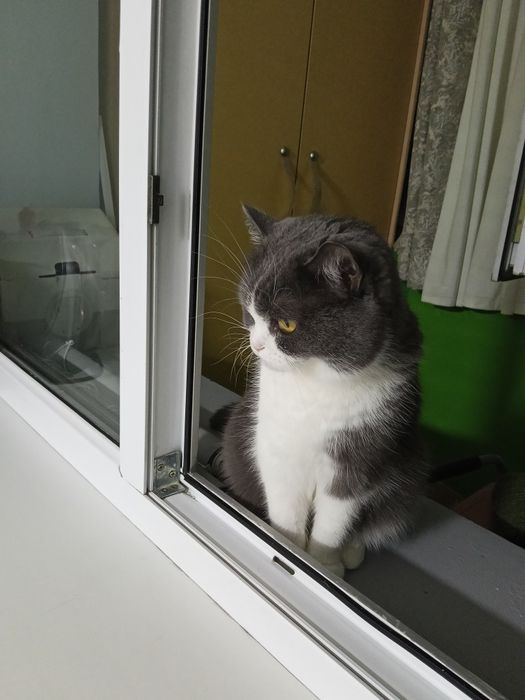 Отдам в добрые руки