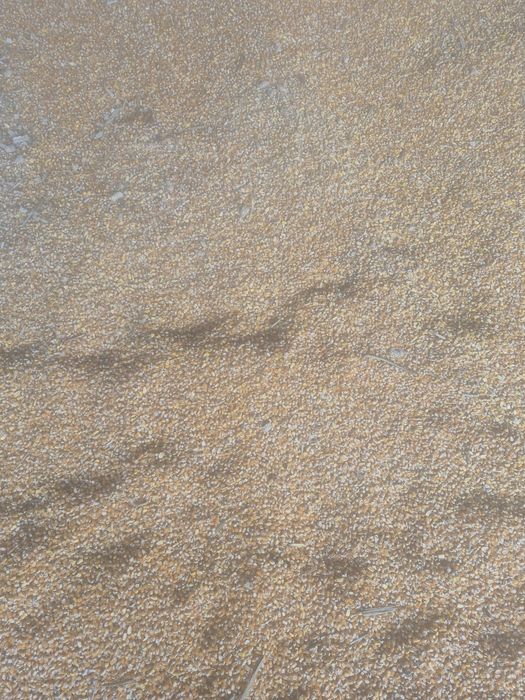 Vand  porumb sticlos