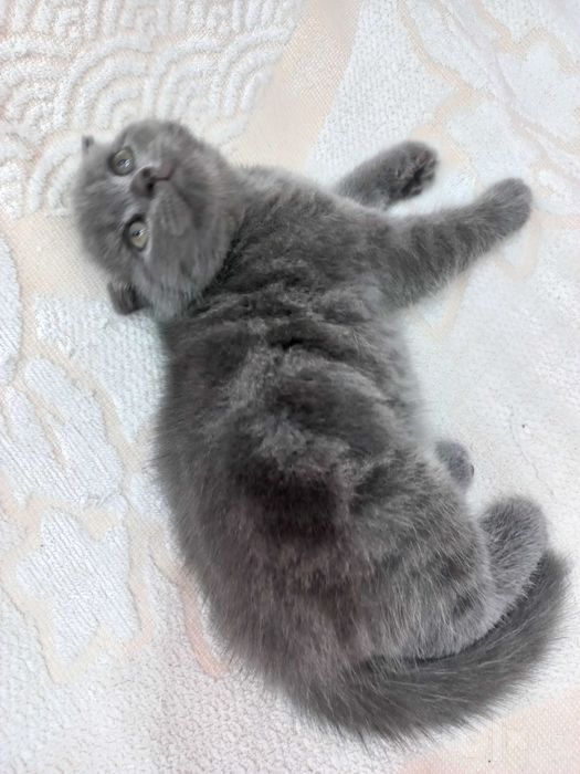 Катенок на прадажу