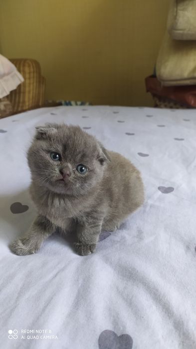Чистокровные Шотландские Вислоухие котята Фолд
