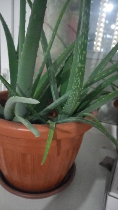 алоэ лечебный 4-5 лет