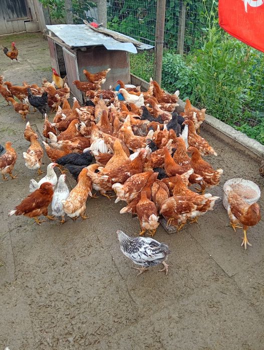Vând puicuțe ouătoare