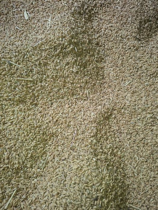 Шоли уруги Аланга Alanga sholi urug'i sotiladi