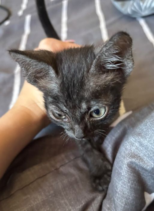 Котенок полусфинкс