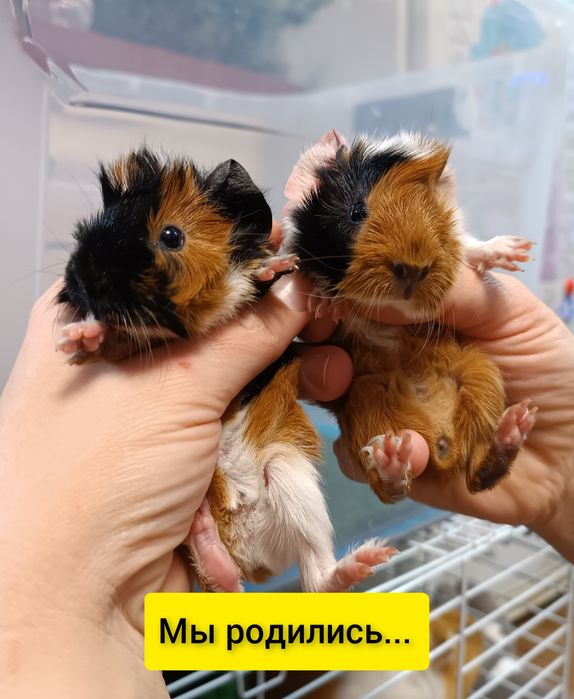 Продаются морские свинки