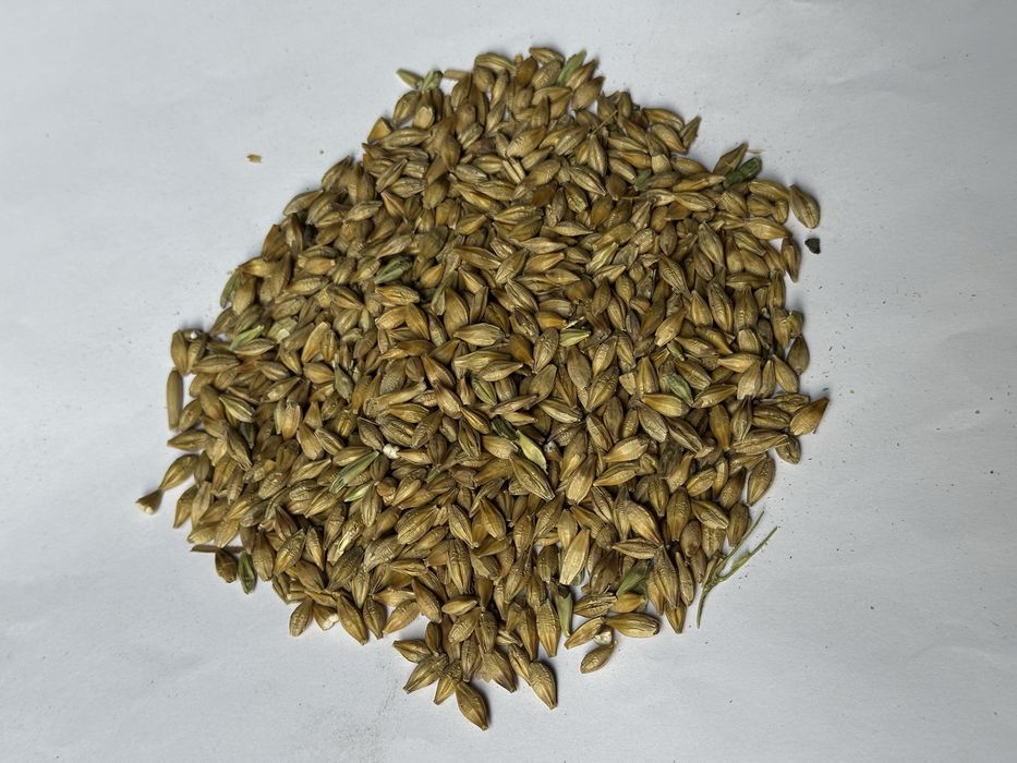 Ячмень пивоваренный