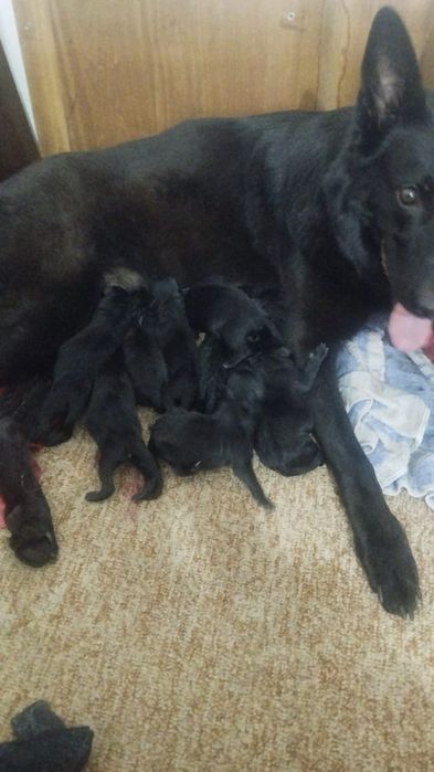 Мощные щенки немецкой овчарки