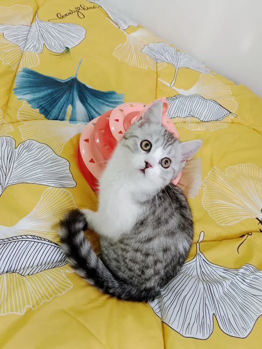 мальчик 3 мес серебристый Табби биколор