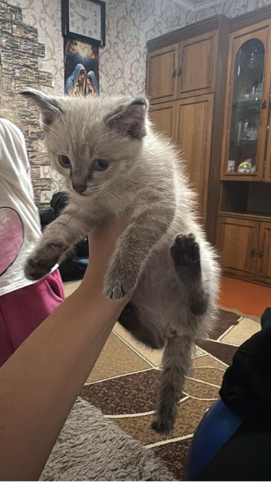 Отдам котенка в добрые руки