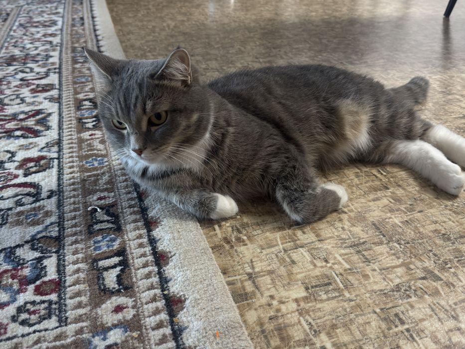 Отдам кота  в добрые руки