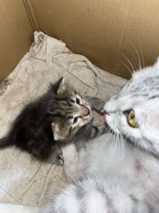 Ерекше түсті марғаулар