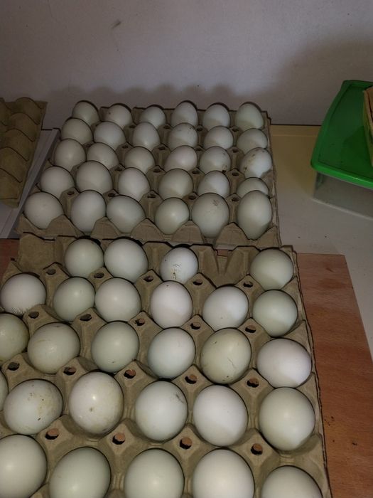 Vând găini araucana