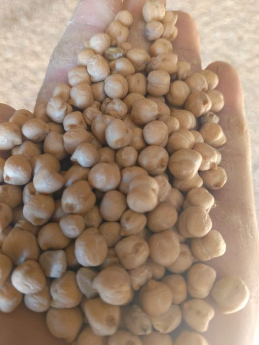 Пшеница.Платный чат!Все корма.