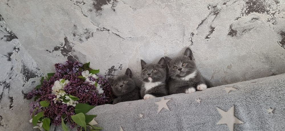 Британские котята