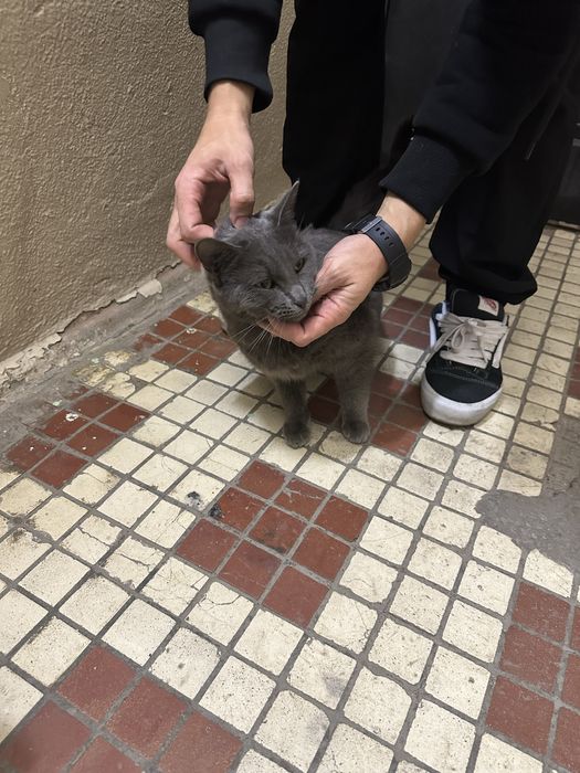 отдам в добрые руки, порода бритиш фолд