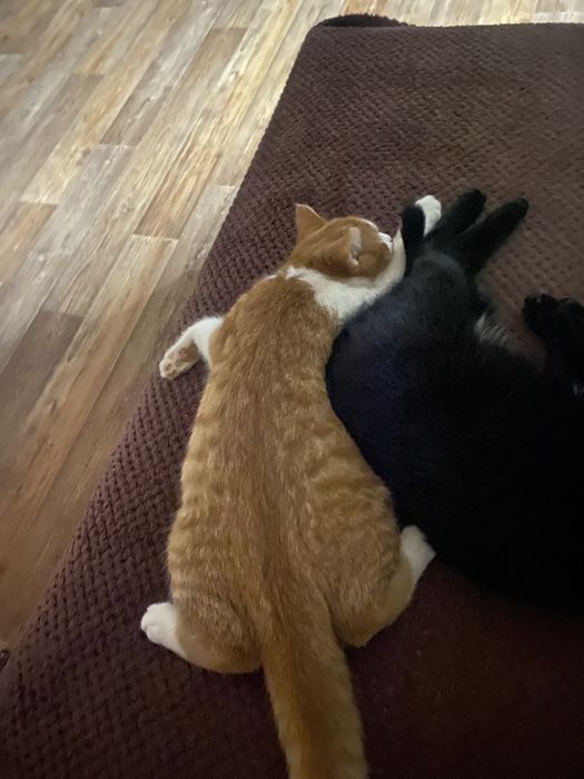 Котики мальчики ищут дом