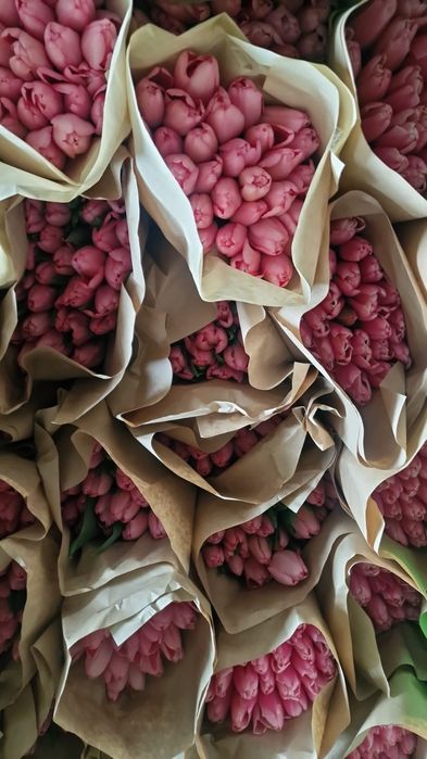 Тюлпаны оптом и в розницу