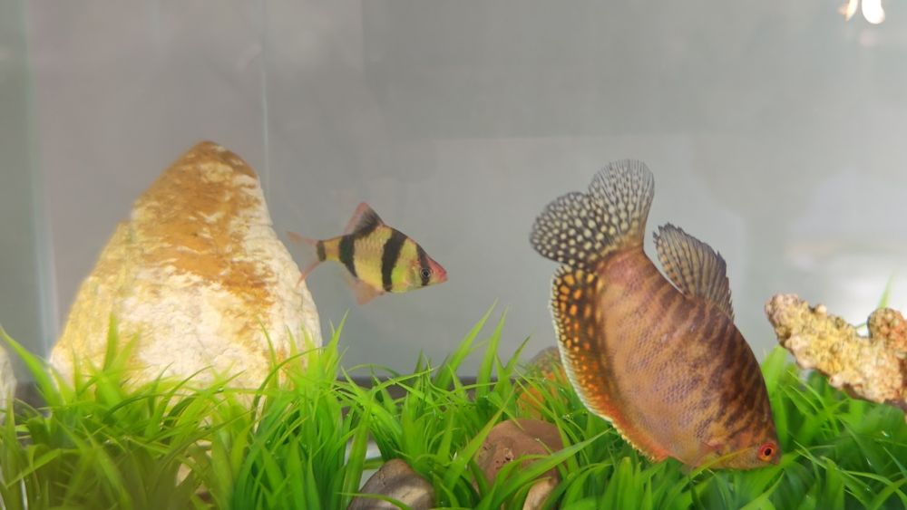 Pesti exotici de acvariu gurami/gourami si puntigrus tetrazona