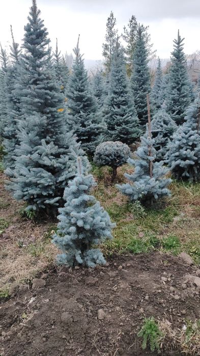 Голубые Ёлки красивые