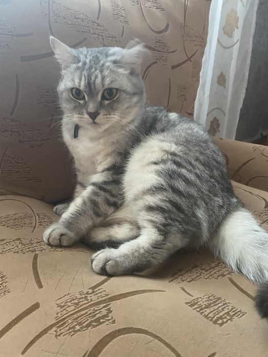 Отдам в добрые руки