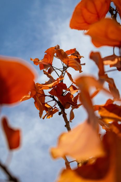 Canon EOS R10 18-45mm