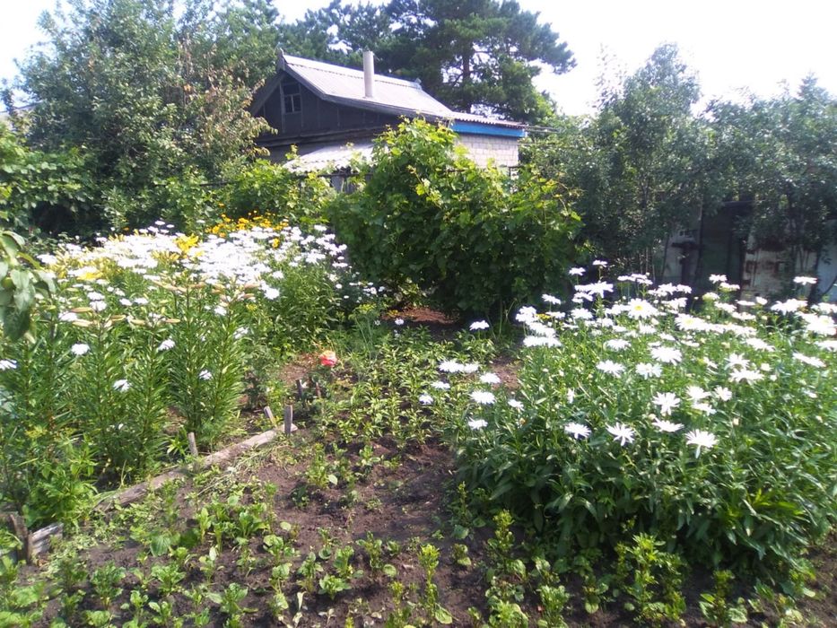 Продам дачу 17 маршрут 8 соток