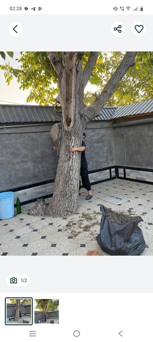 Yongʻoq daraxt arzonga bervommiz srochniii!!!