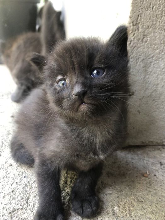 Puiuți de pisică spre adopție