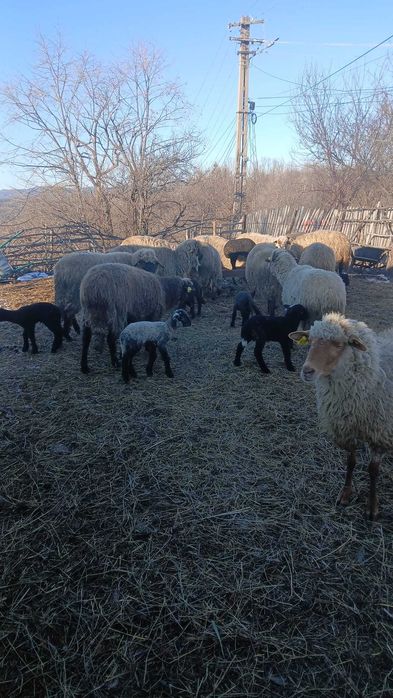 Vand oi cu miei si fara