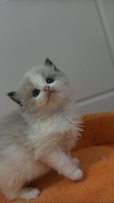 Рэгдолл Рэгдолл Рэгдолл!!!