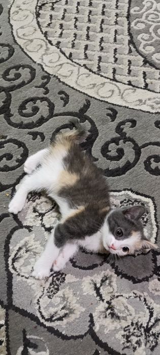 Котенок  девочка