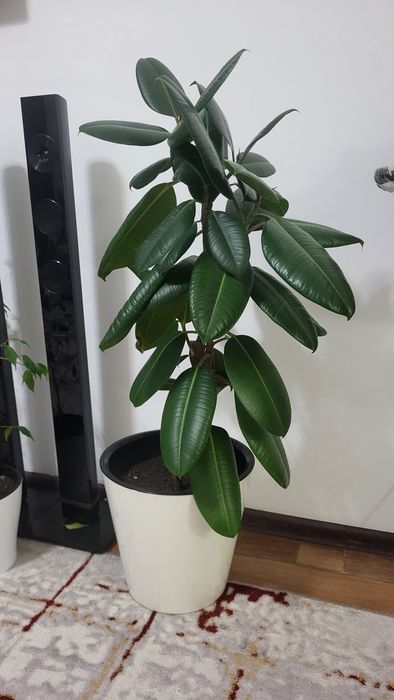 Фикус эластика продам