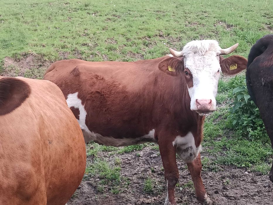 Vand juninca gestanta in 8 luni si o juninca fătată