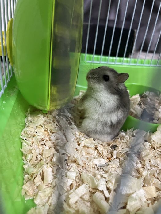 Хомяки джунгарские