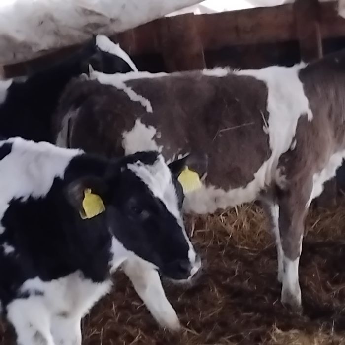 Vând 3 belgieni preț 45 de milioane bucata.