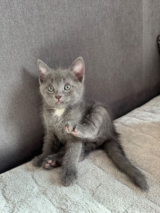 Отдам котят в добрые руки