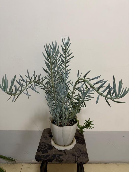 Продам цветы цены от 10000 до 20000тенге